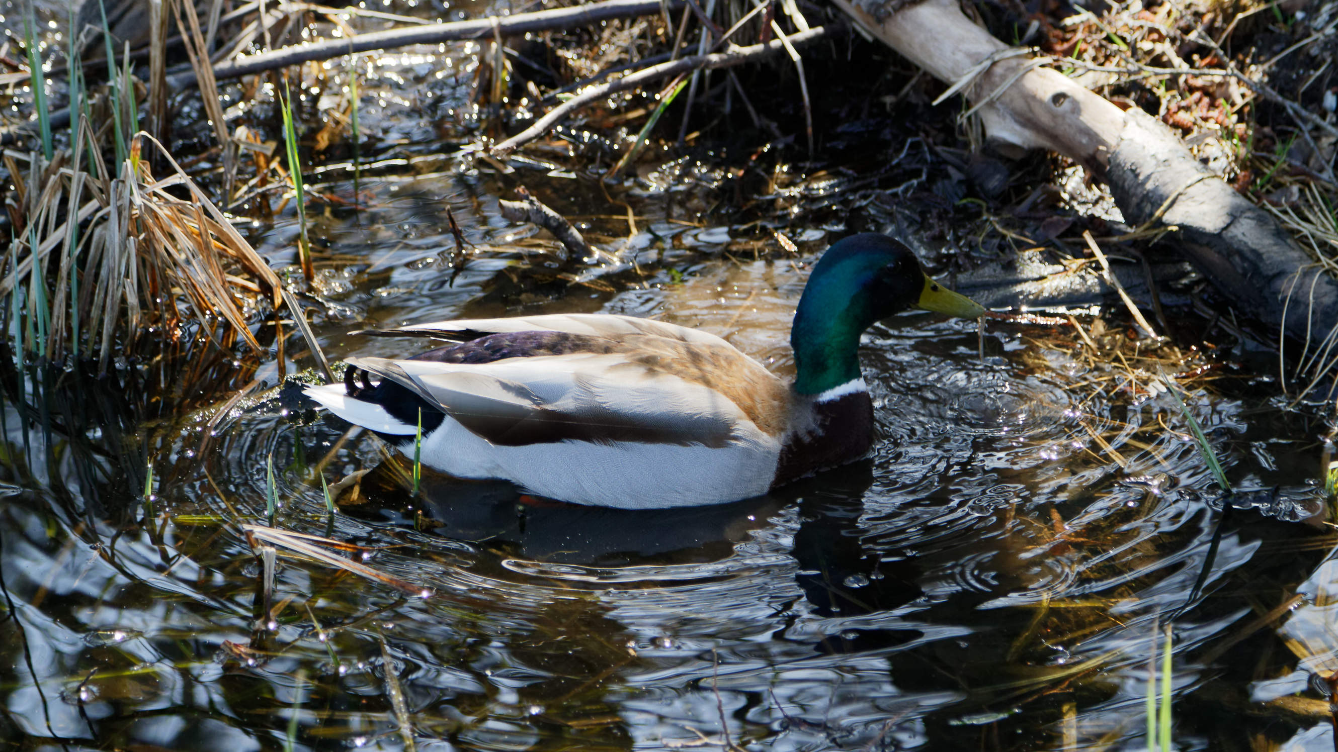 20210420 Lyngby Sø 67